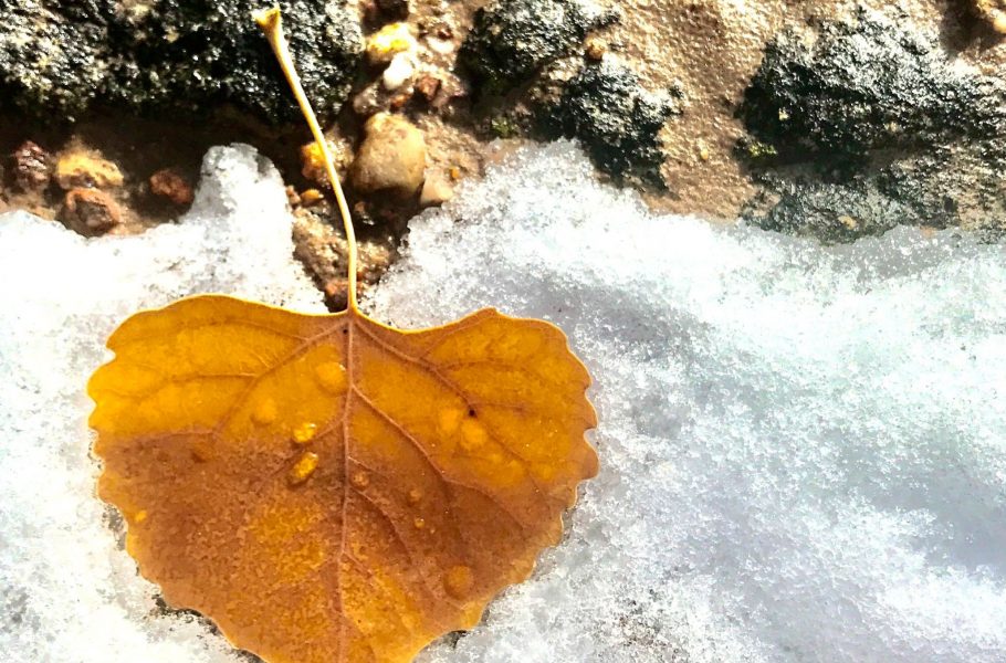 ice-leaf-1